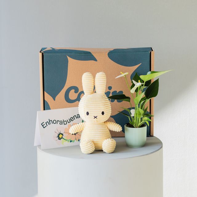 Pack Mini Anthurium Blanco, Miffy Amarillo y Tarjeta