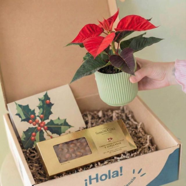 Pack Navidad: Mini Poinsettia con Chocolate y Tarjeta 
