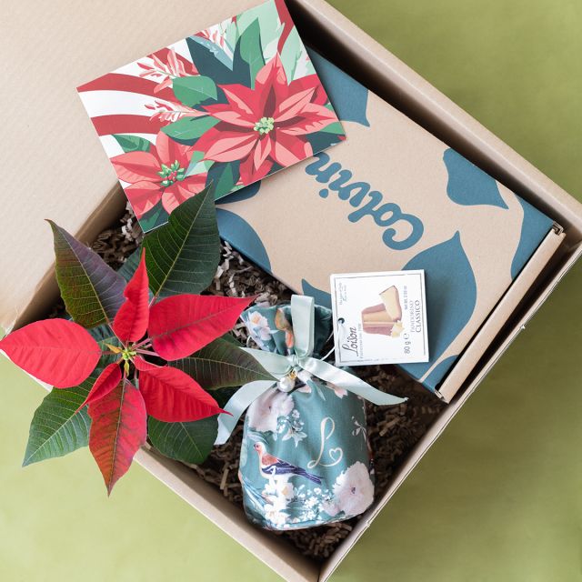 Pack Navidad: Mini Poinsettia con Pandorino y Tarjeta