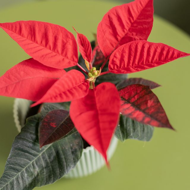 Pack Navidad: Mini Poinsettia y Floripedia 