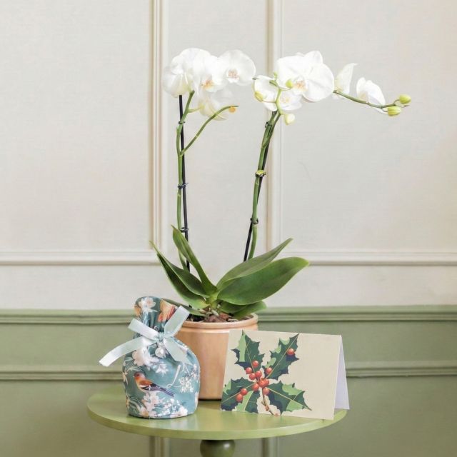 Pack Navidad: Orquídea Blanca con Maceta, Panettoncino y Tarjeta