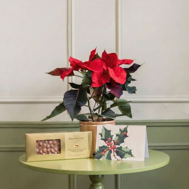 Pack Navidad: Poinsettia con Maceta, Chocolate y Tarjeta
