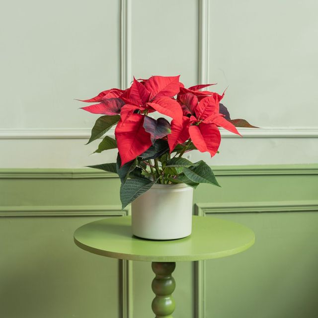 Pack Navidad: Poinsettia con Maceta, Vela y Tarjeta