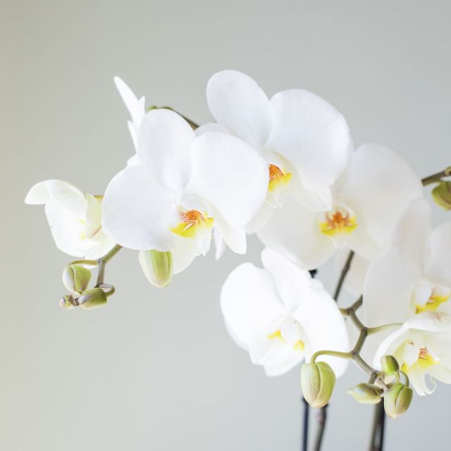 Pack Orquídea Blanca, Envoltorio y Tarjeta