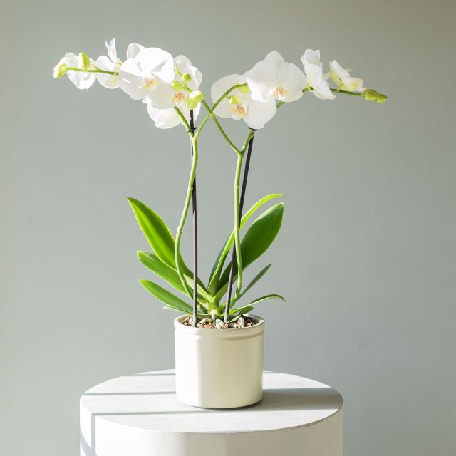Pack Orquídea Blanca, Envoltorio y Tarjeta