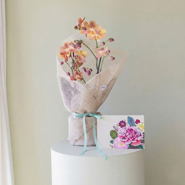 Pack Orquídea Borboleta, Embrulho e Cartão