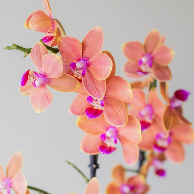 Pack Orquídea Paprika, Maceta y Tarjeta