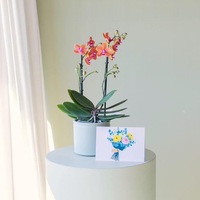 Pack Orquídea Paprika, Maceta y Tarjeta