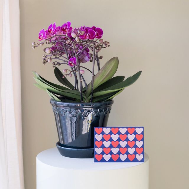 Pack Anthurium Rojo con Envoltorio y Tarjeta copy