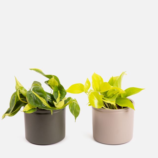 Petra e Grace Duo - Golden Pothos e Philodendron Brazil  - Piante a domicilio - Colvin