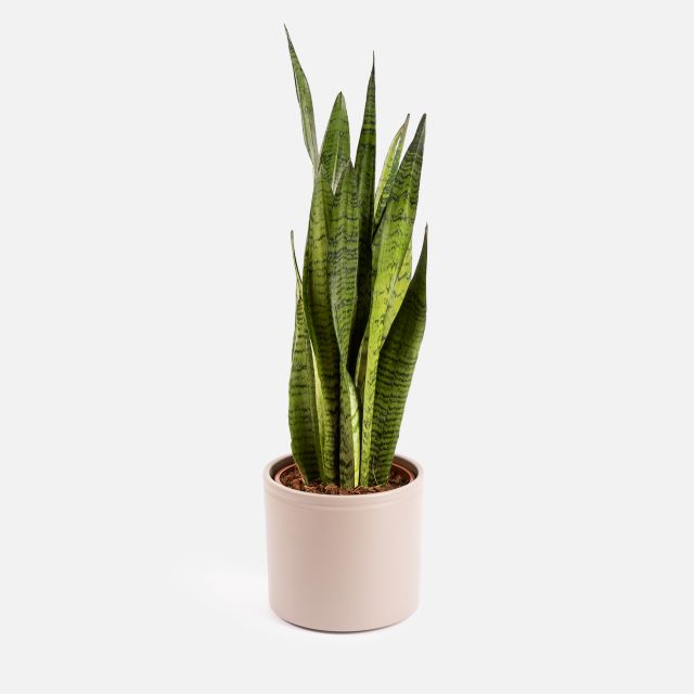 Sansevieria Grande - Big Savannah - Piante a domicilio - Colvin